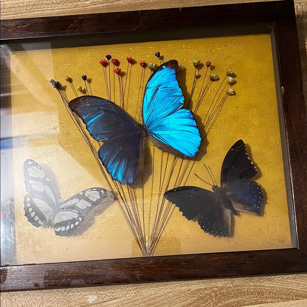 Vintage Framed Butterfly Display with Blue and Black Butterflies